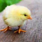 bird, chicks, baby chicken-349026.jpg